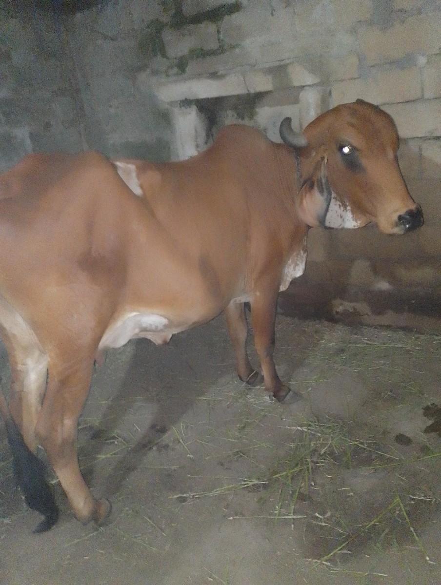 થંબનેલ 2