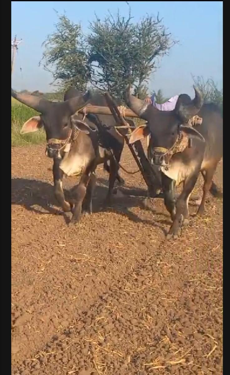 થંબનેલ 2