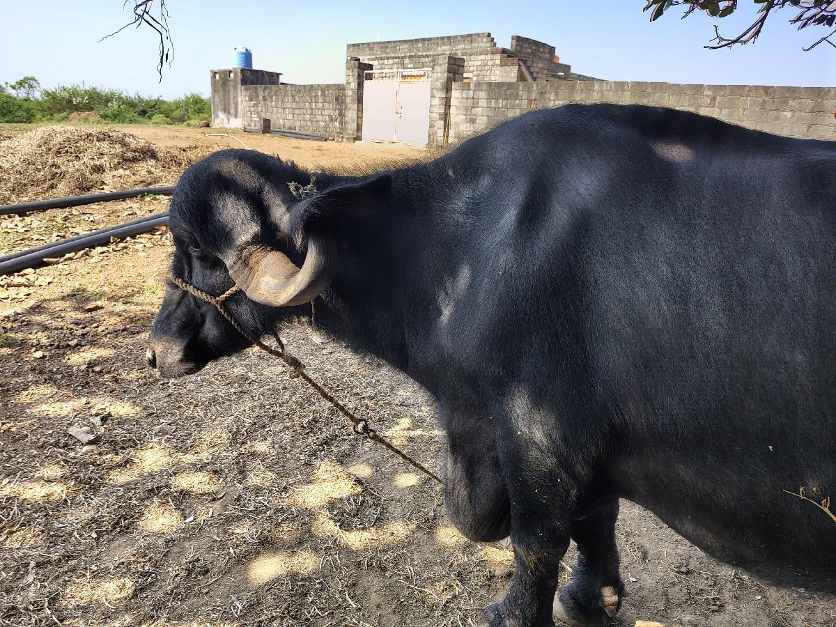 ભૈસ વેચવાની છે