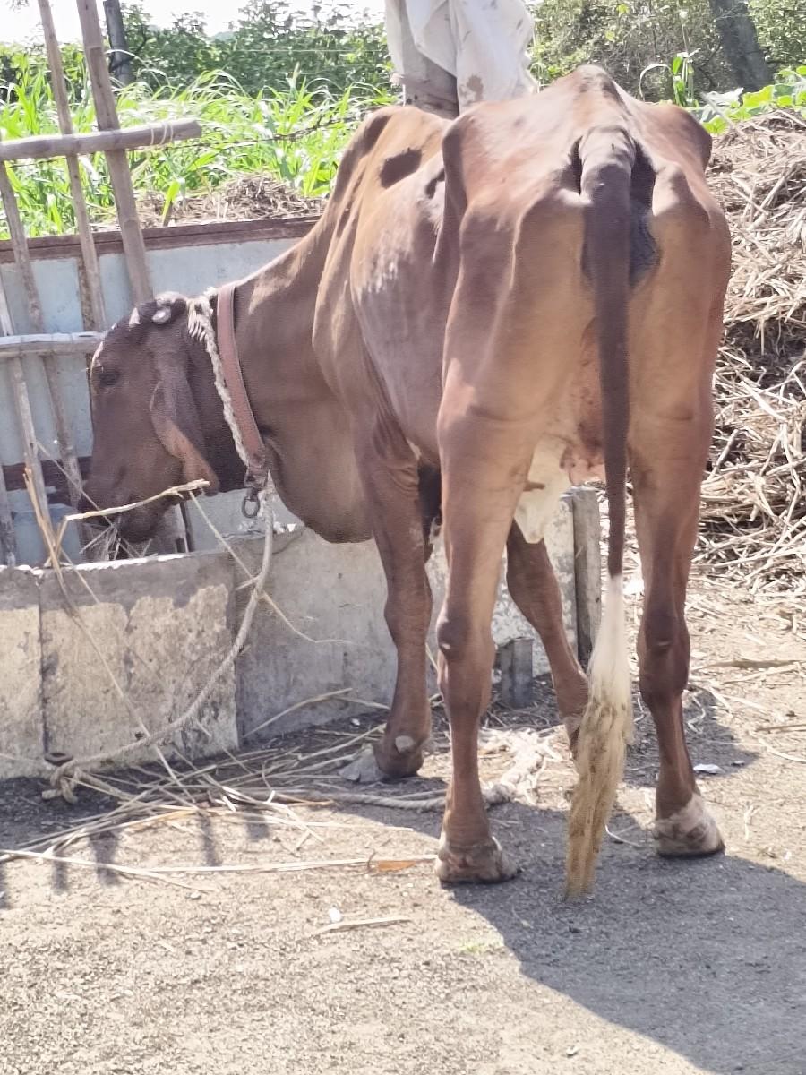 થંબનેલ 3