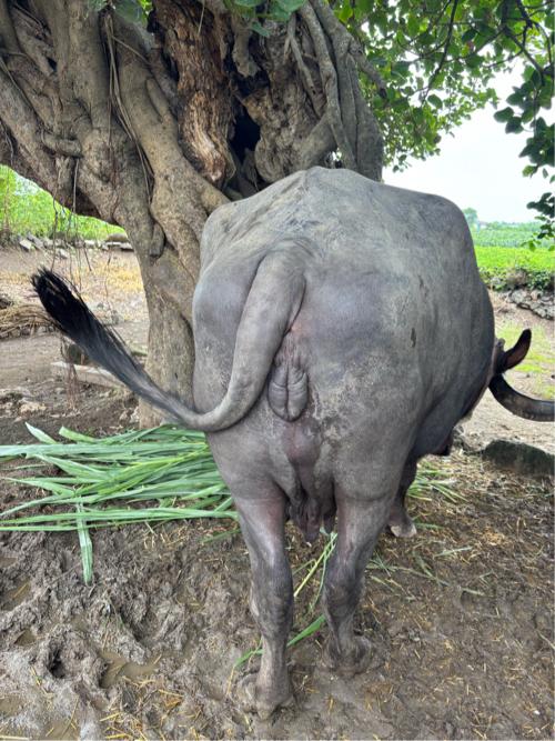 થંબનેલ 2