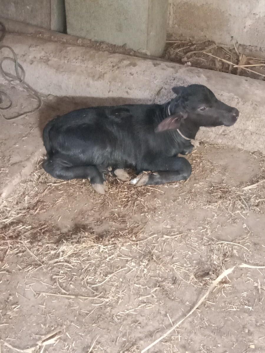 ભેંસ વેચવાની છે