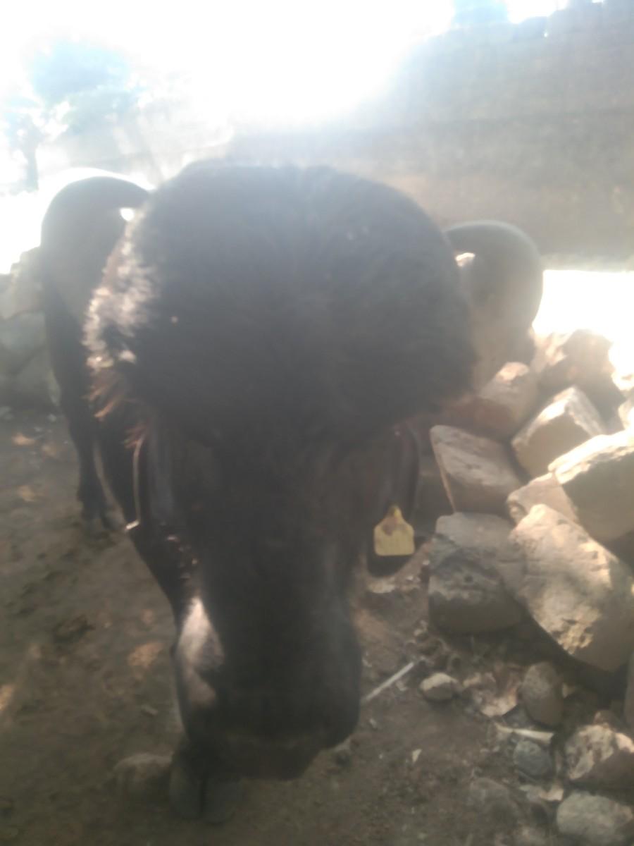 થંબનેલ 3