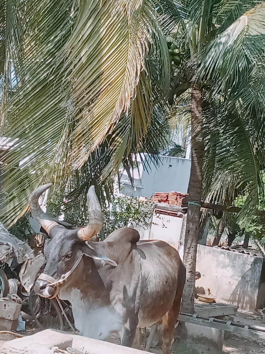 બળદ વેચવાના છે