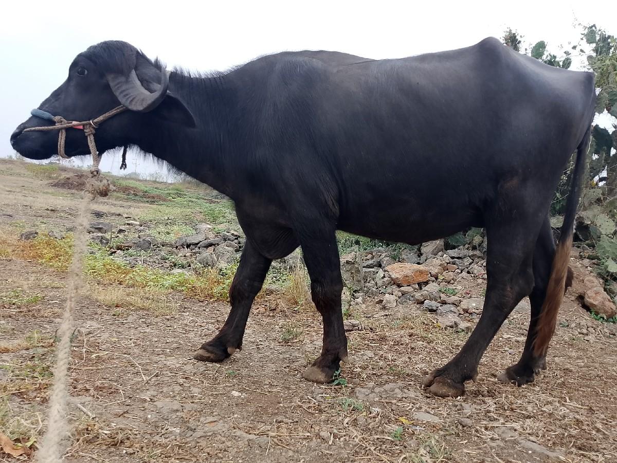 આ ભેંસ વેચવાની છે.