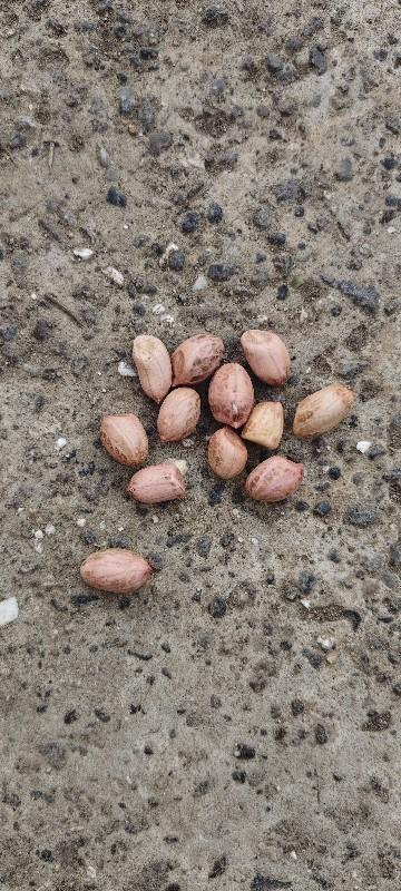 g 20 મગફળી બિયારણ ma આપવાની સે