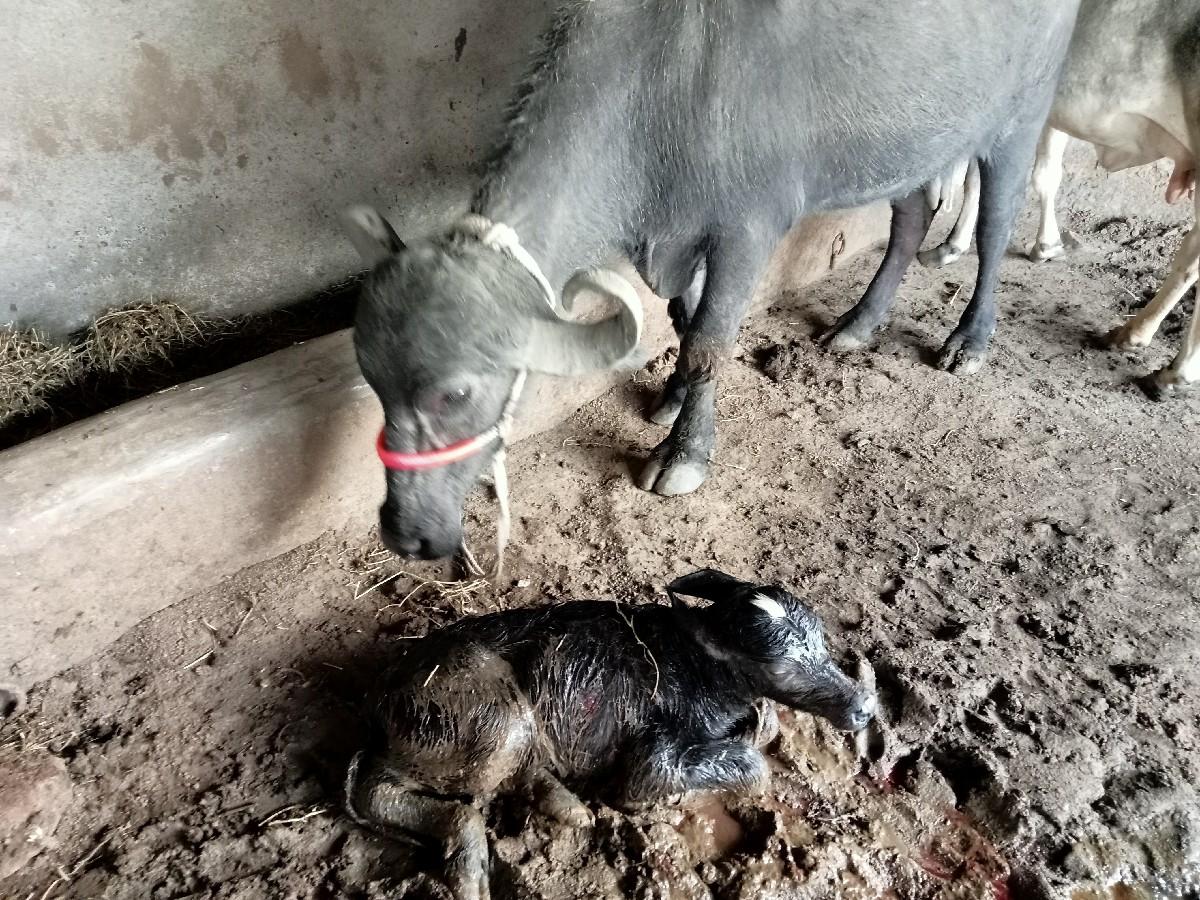 ભેંસ વેચવાની છે