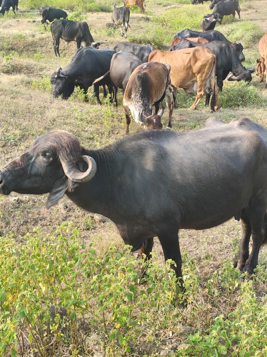 થંબનેલ 3