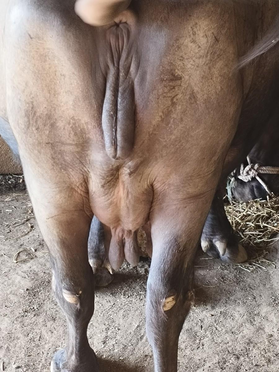 થંબનેલ 1