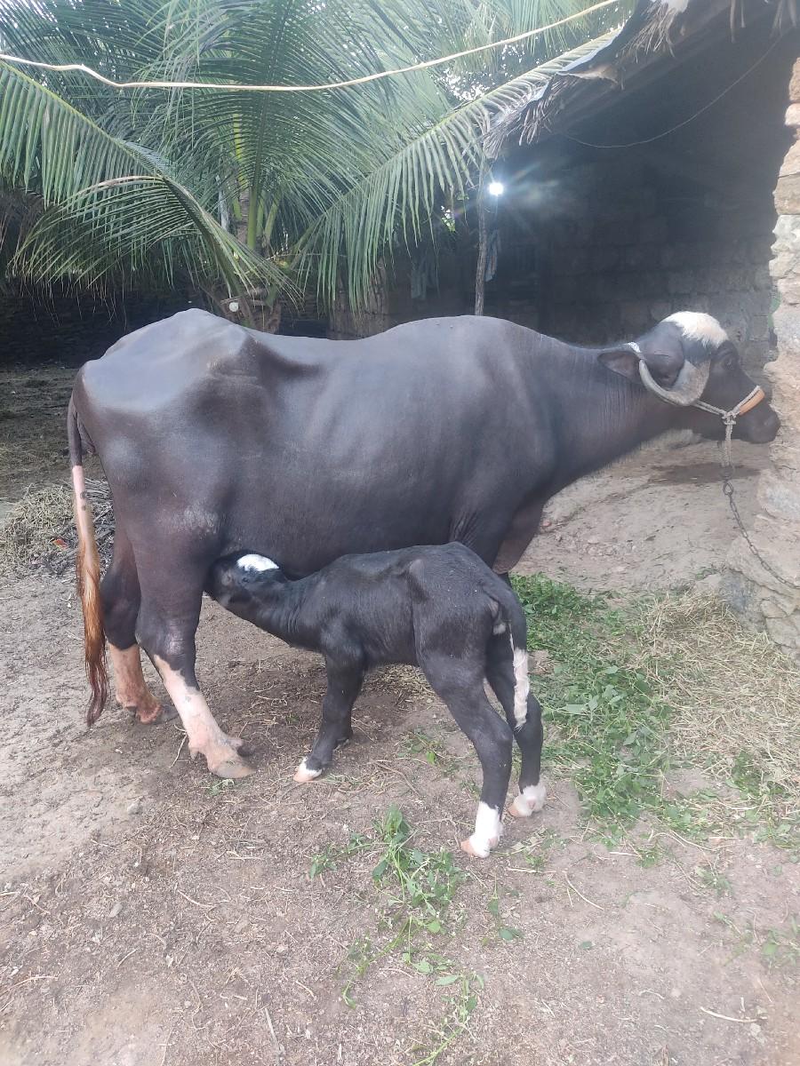 નવચંદરી ભેંસ વેચવાની છે