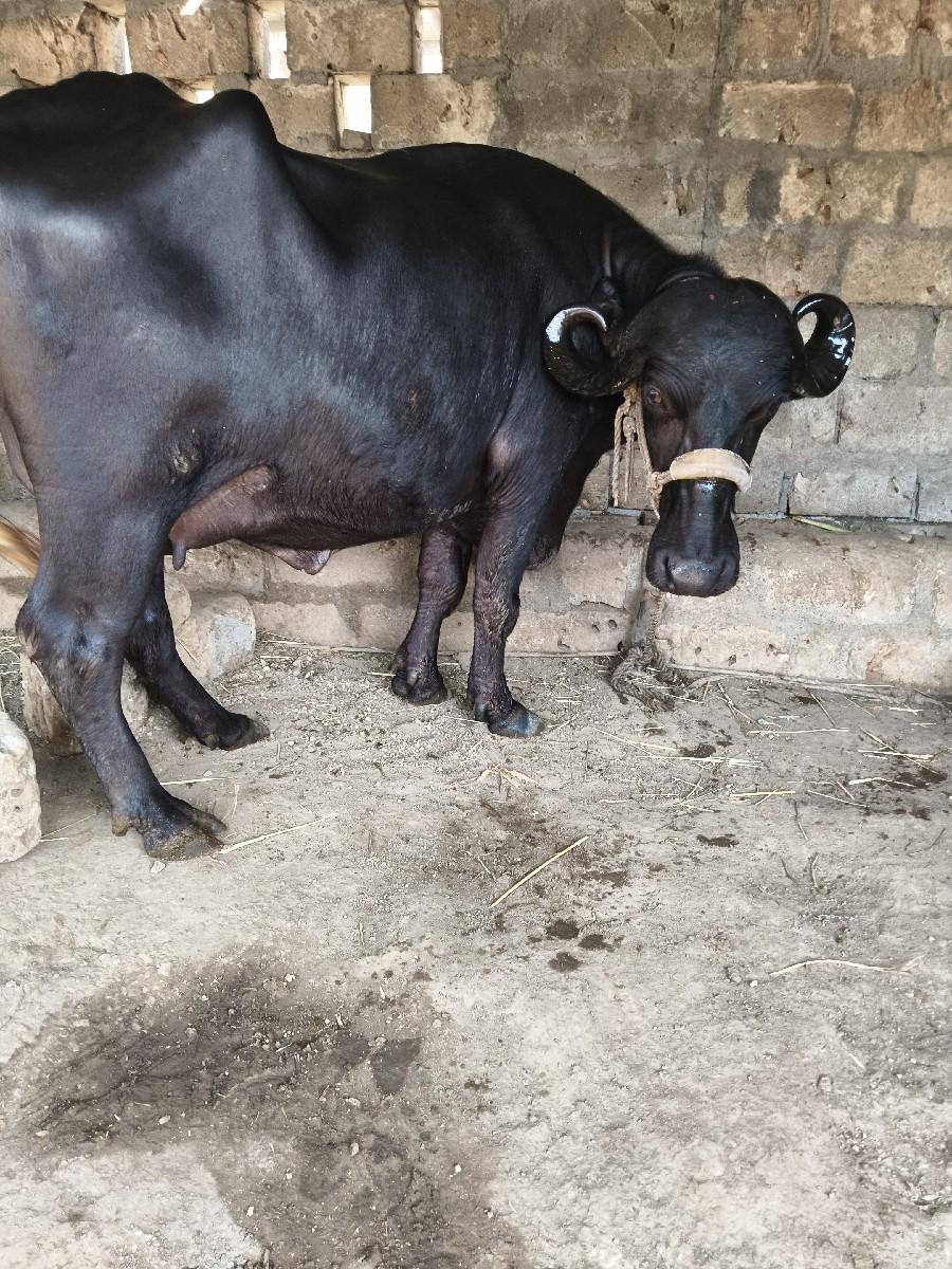 થંબનેલ 3