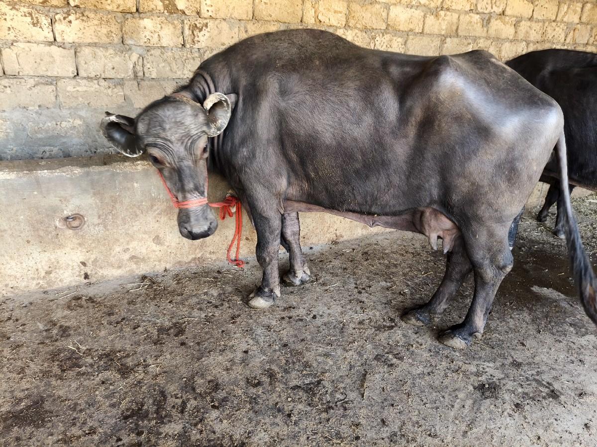 થંબનેલ 5