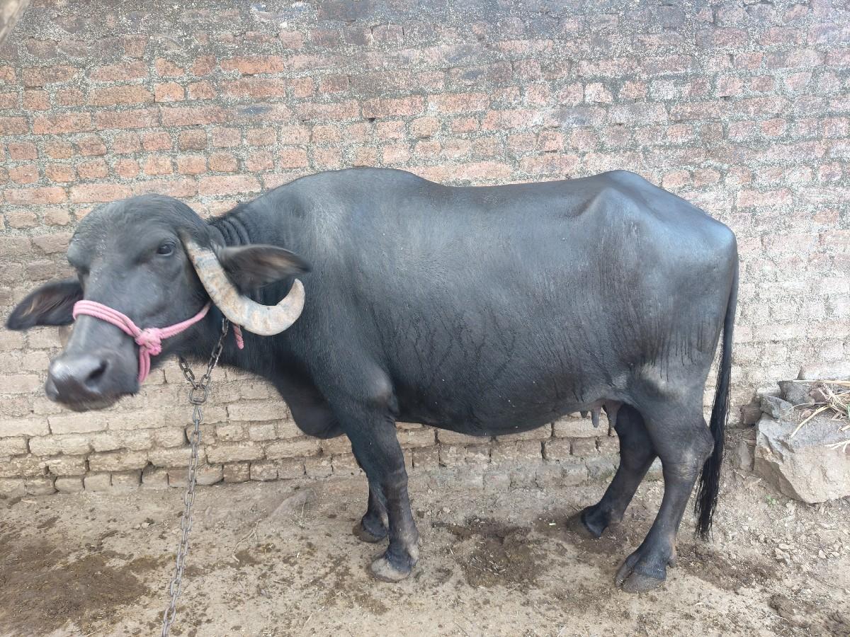 ભેંસ વેચવાની છે