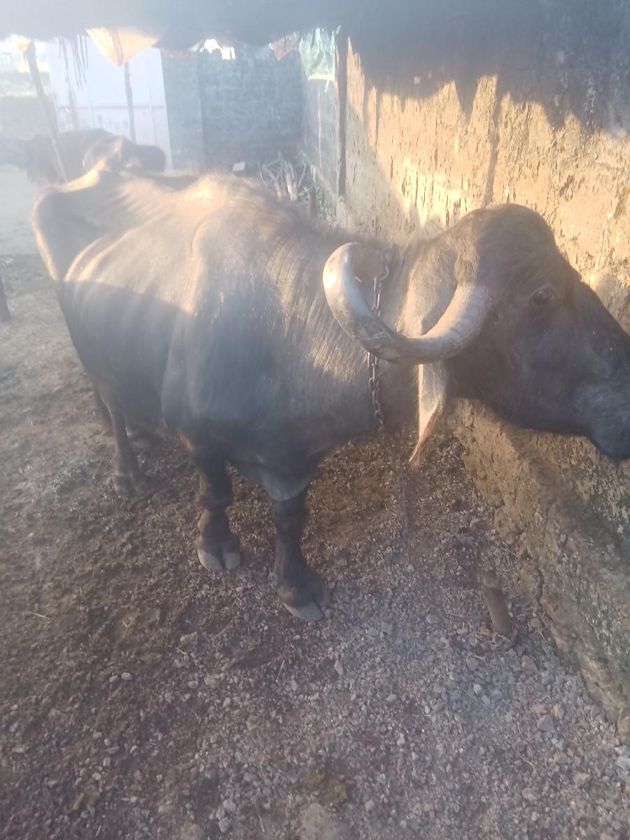 થંબનેલ 2