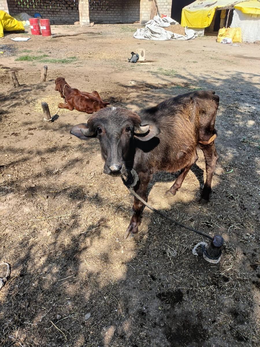 થંબનેલ 3