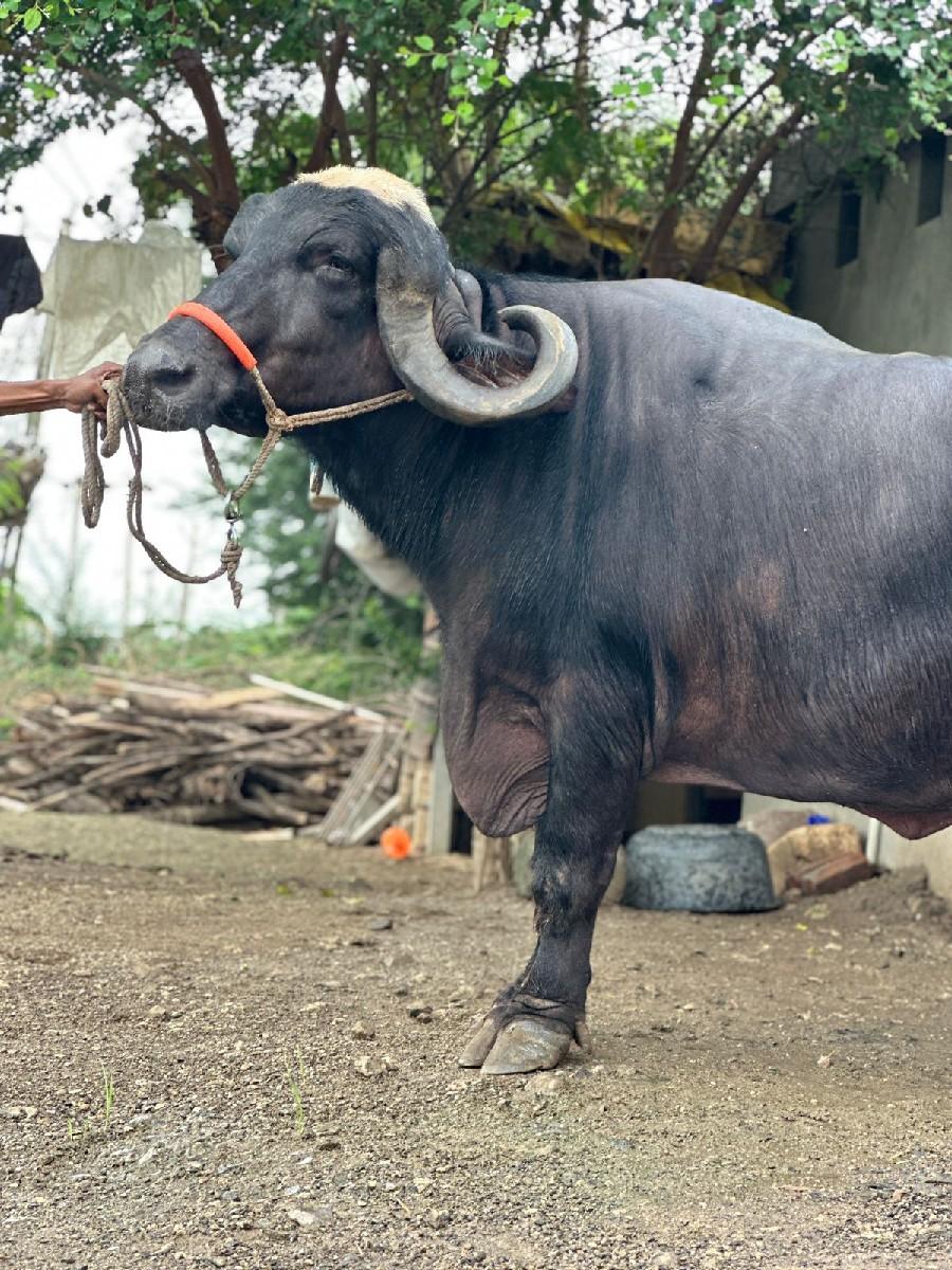 થંબનેલ 2