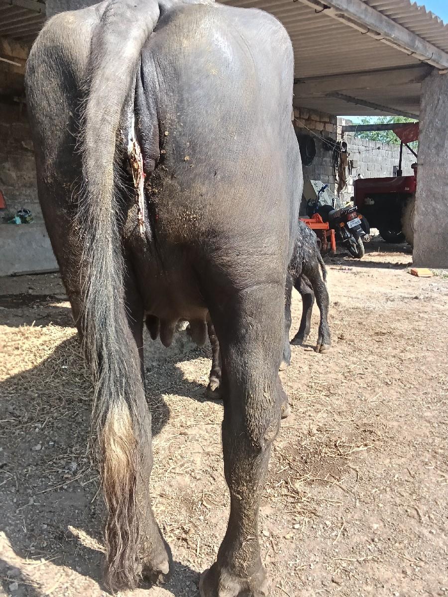 થંબનેલ 2