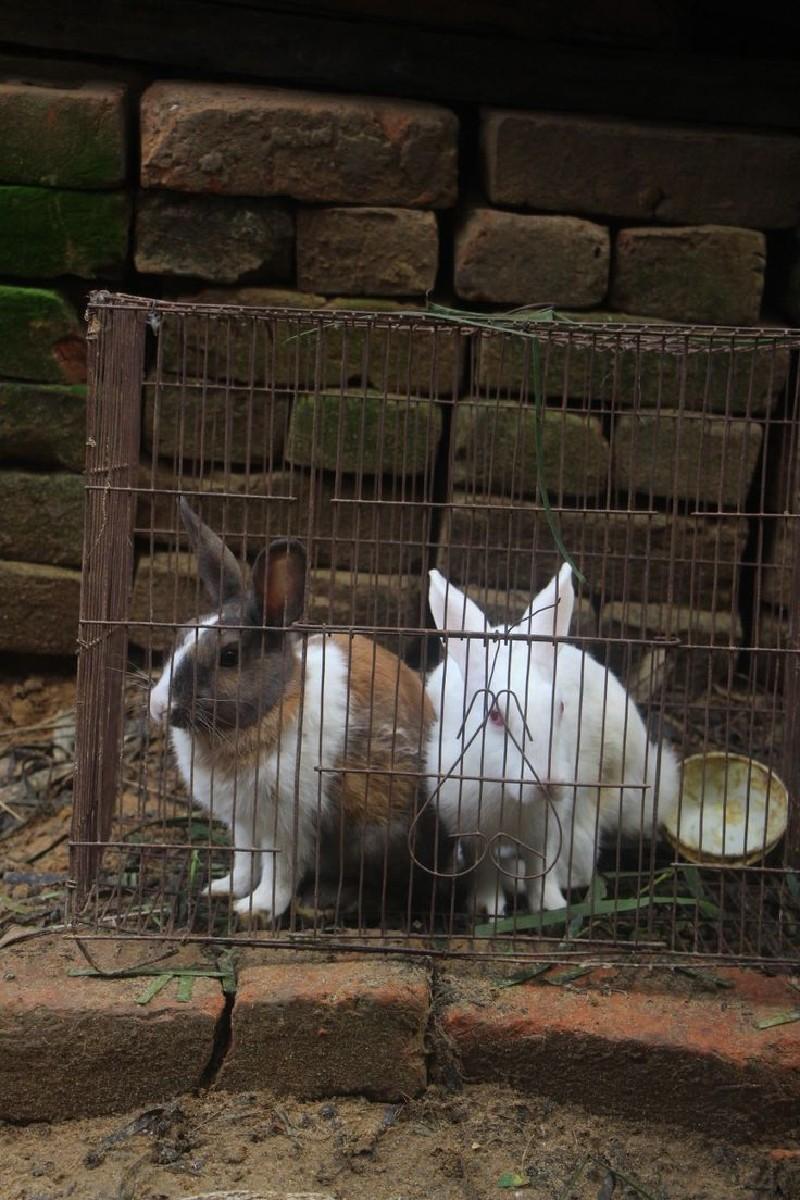 rabit (સસલું) ની ખરીદી માટે.