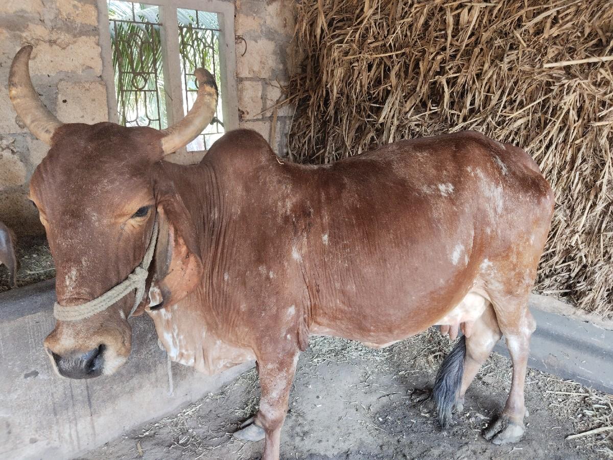 થંબનેલ 2