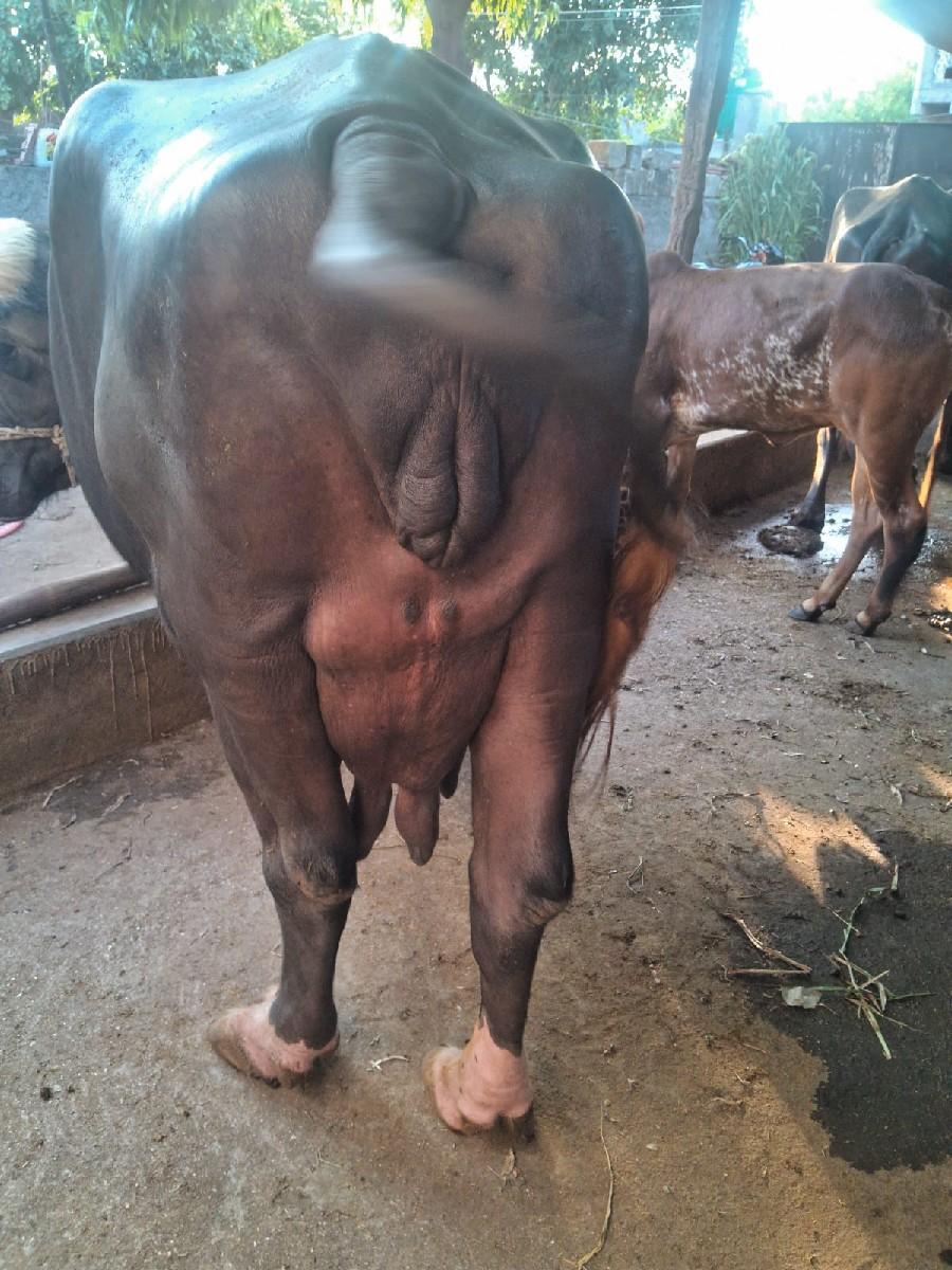 થંબનેલ 3