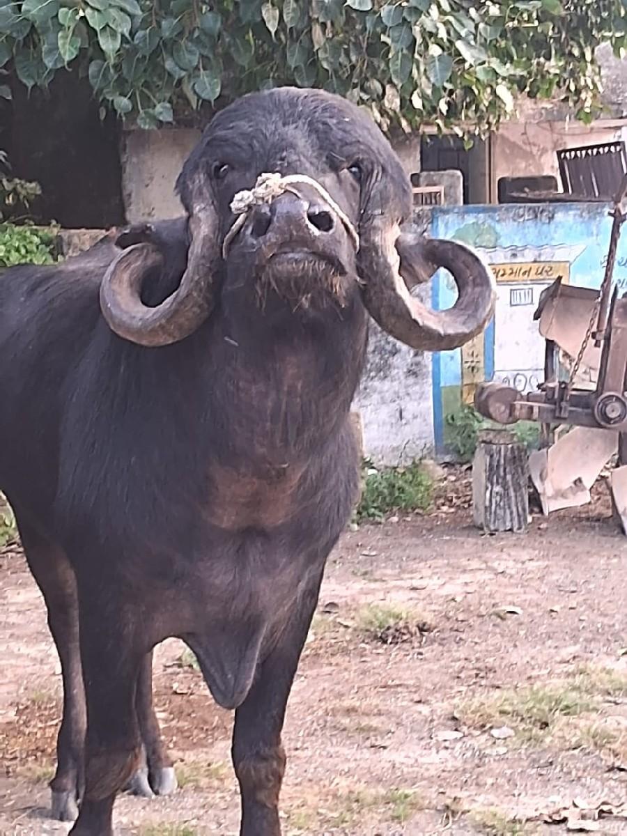 થંબનેલ 2