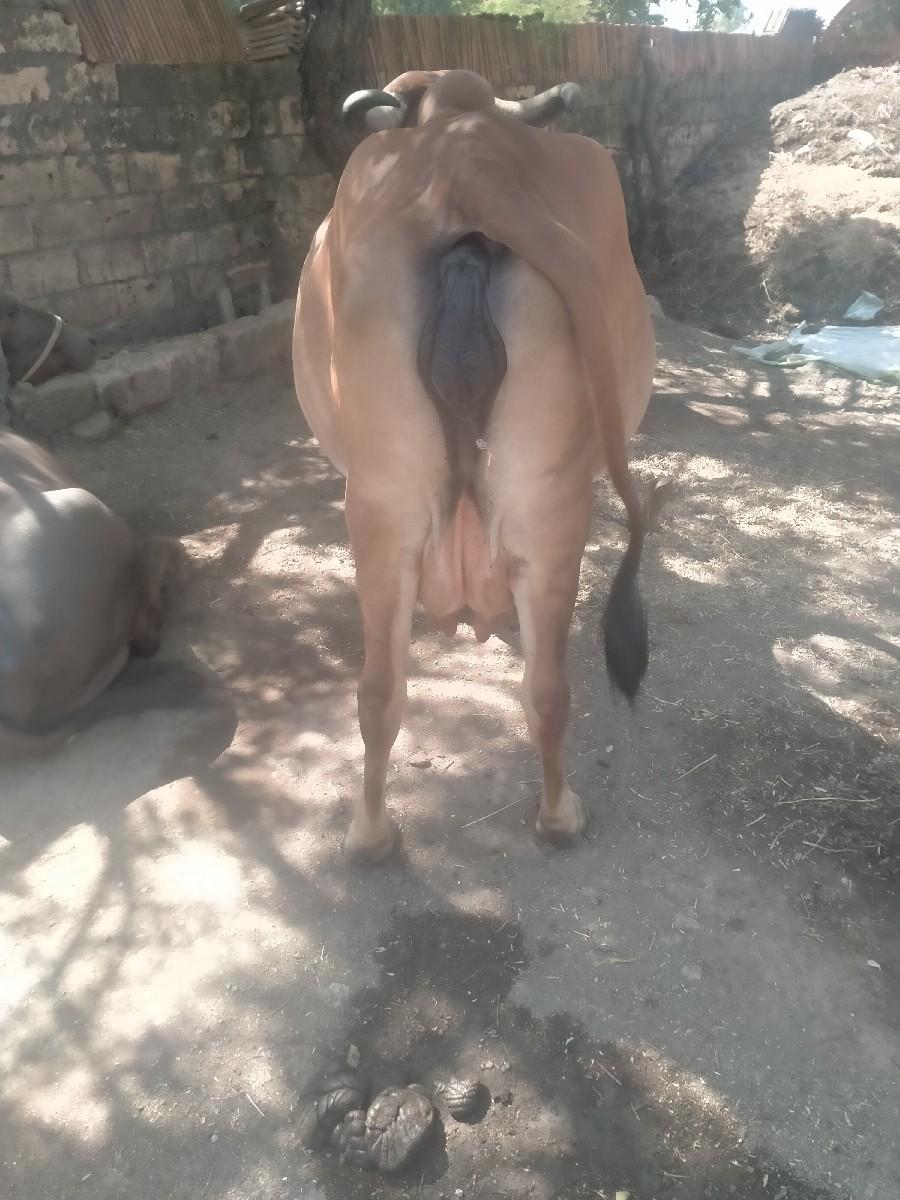 ગાય વેશવાનીછે