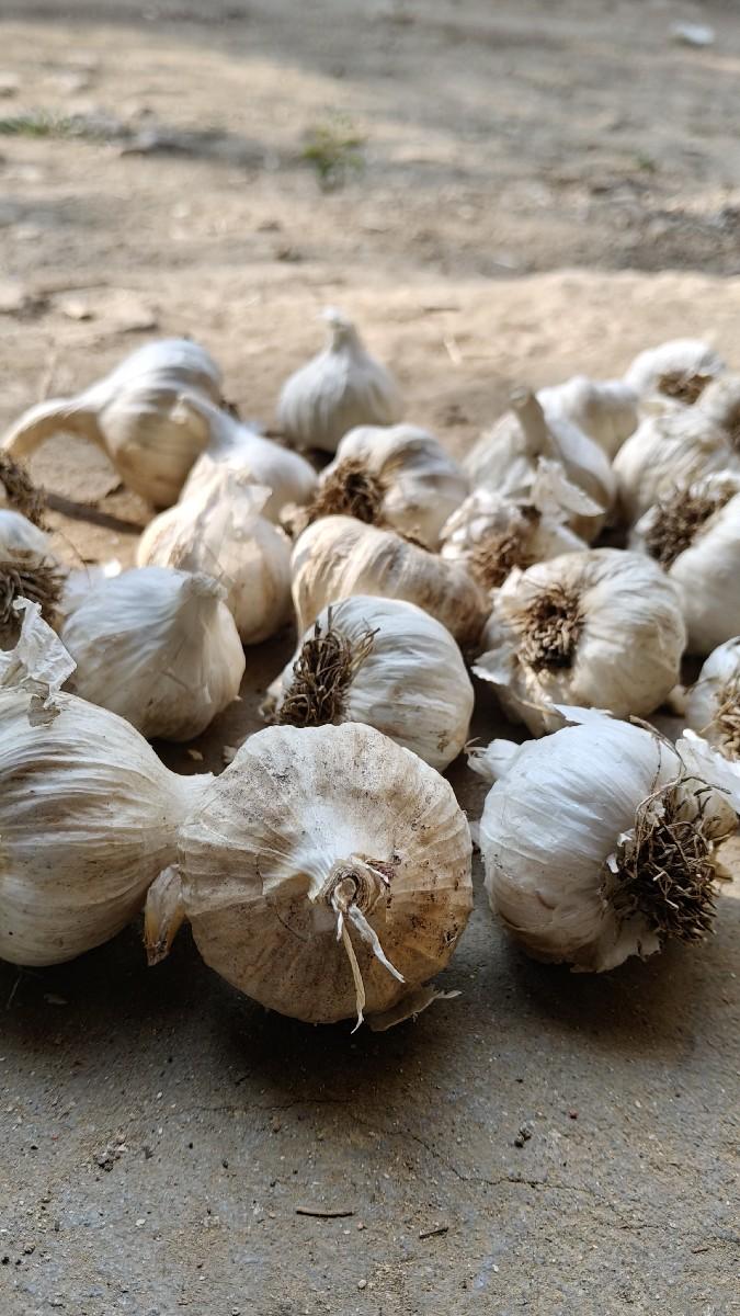 દેસી લસણ વેચવાનું છે