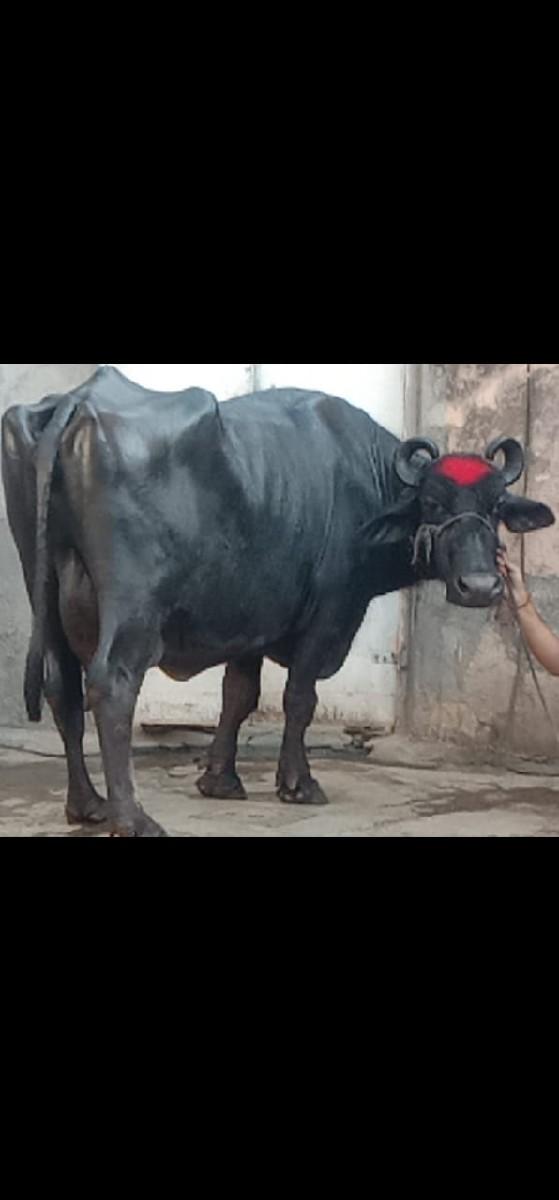 ૩ ભેંસ વેચવાની છે 8000861700