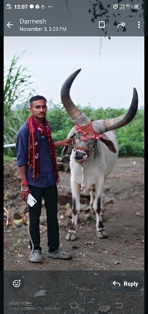 ગોઢલો વેચવાનો સે