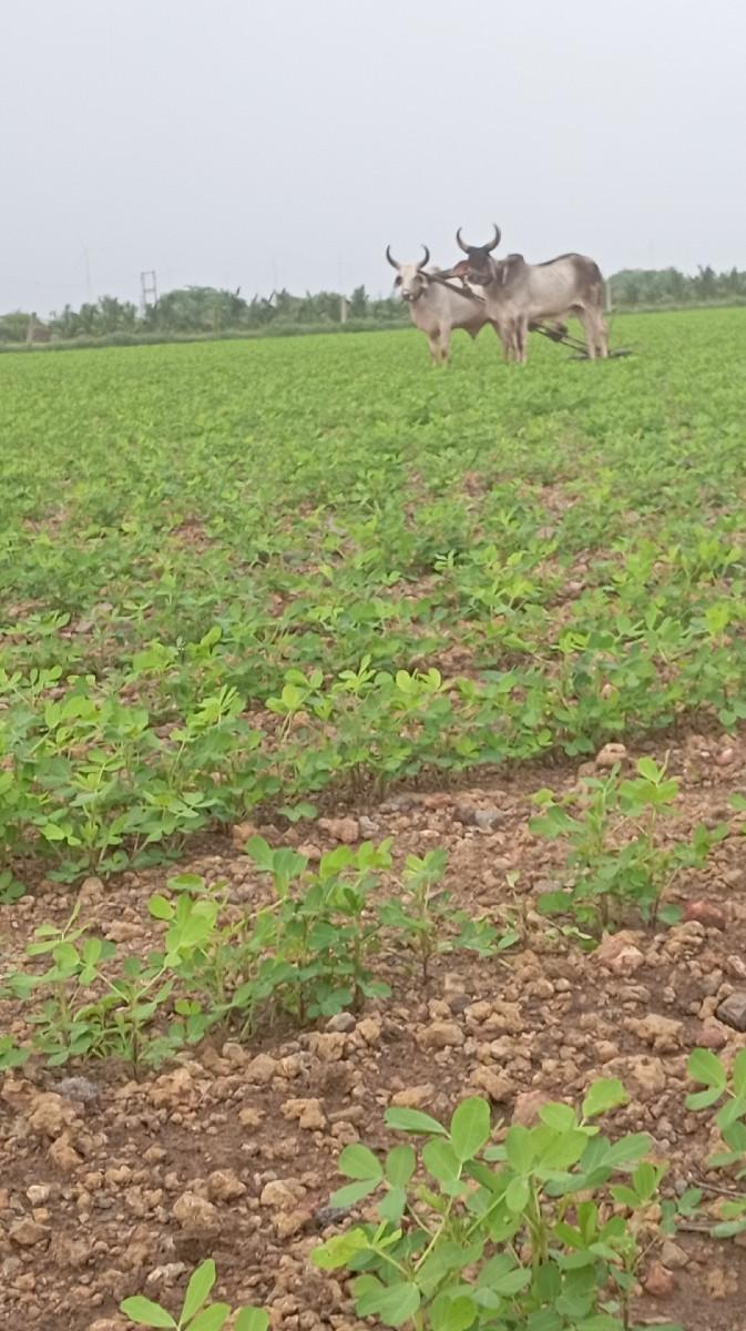 थंबनेल 3