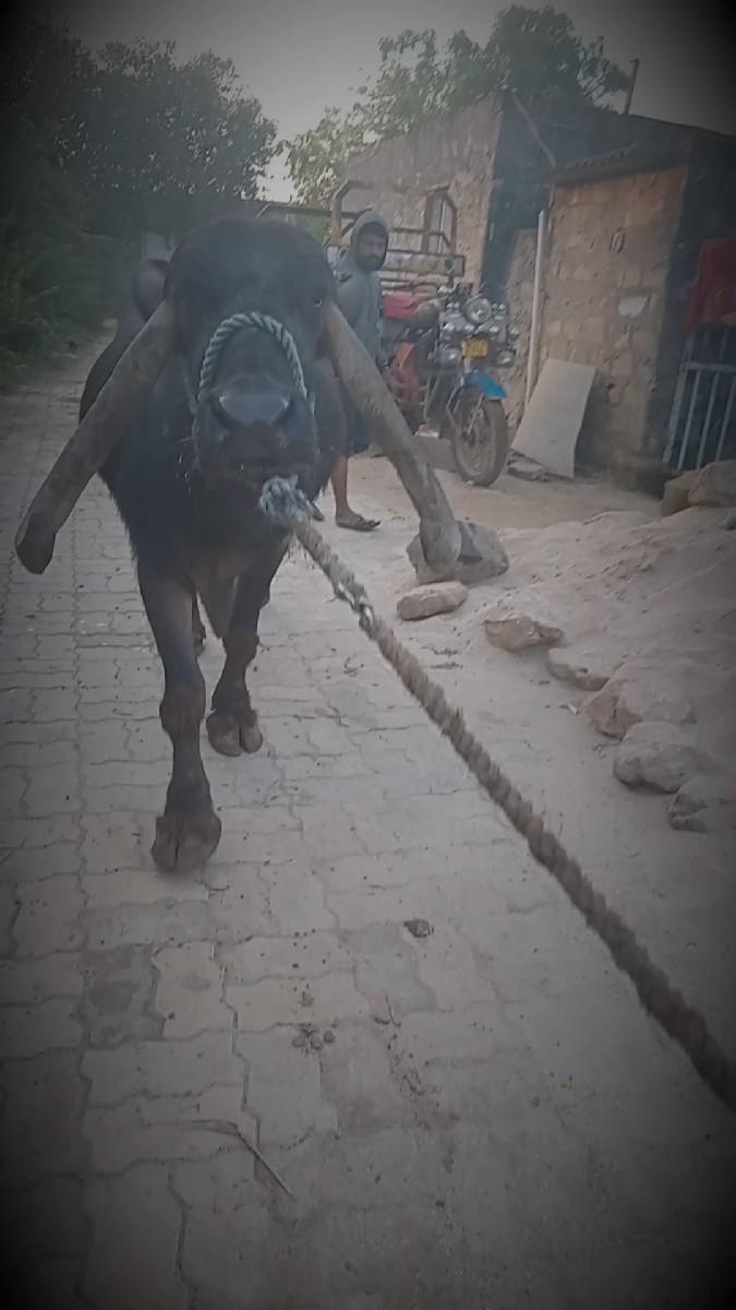 થંબનેલ 3