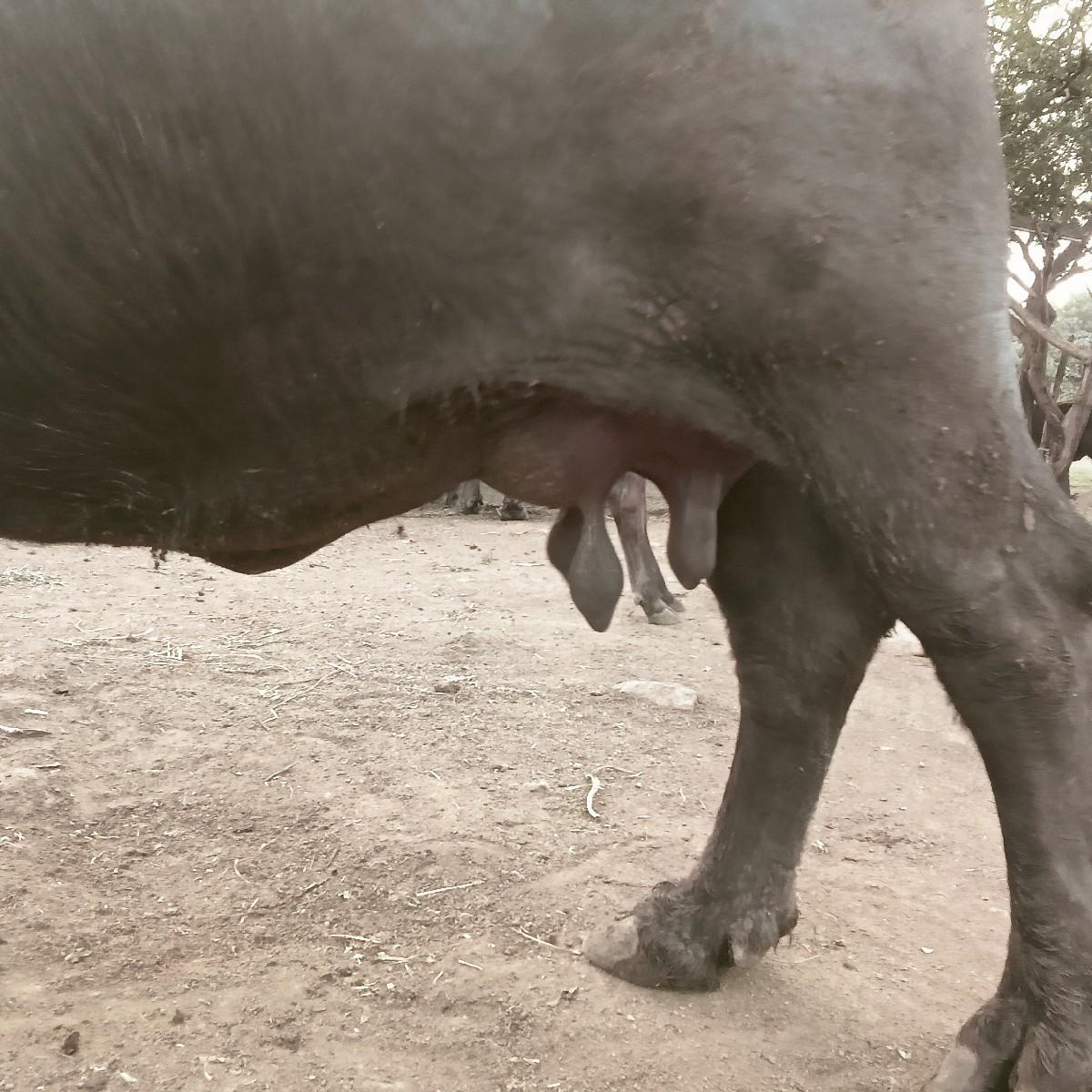 થંબનેલ 3