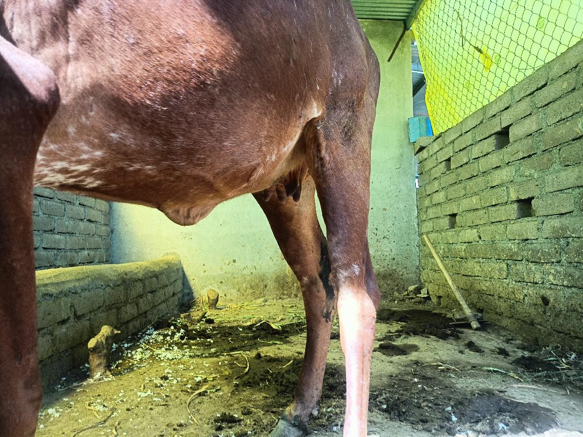 ગાય વેસવાની સે