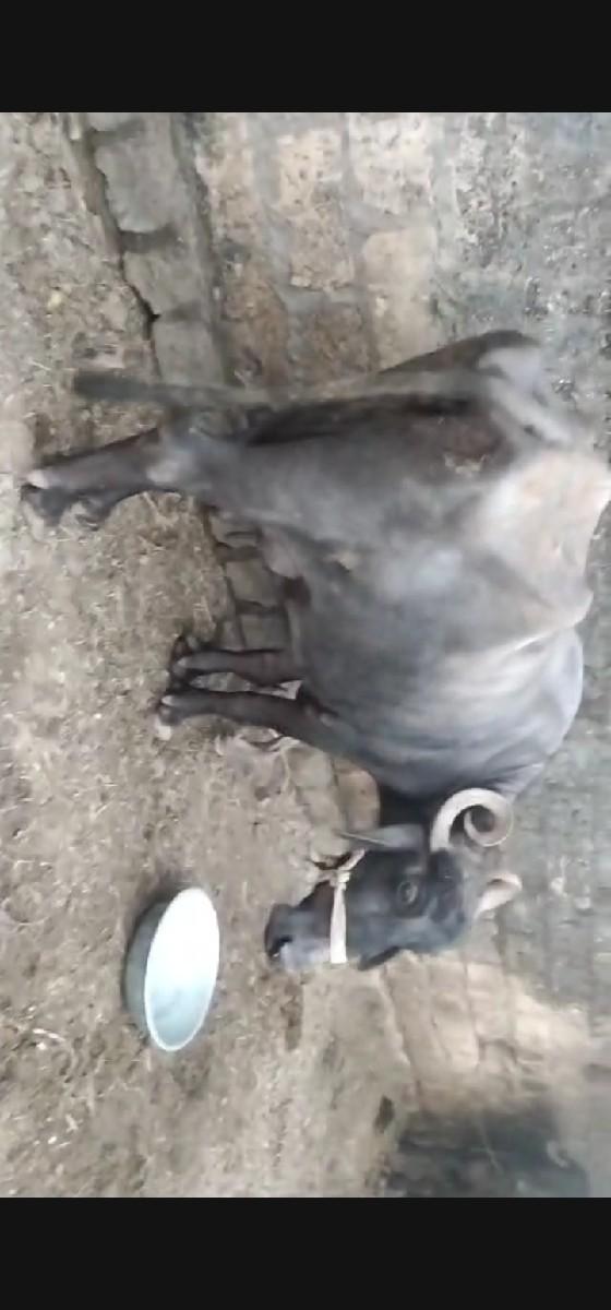 થંબનેલ 3