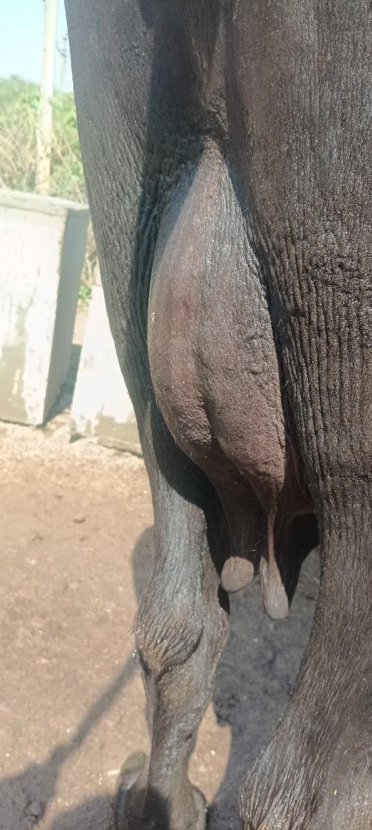 થંબનેલ 3