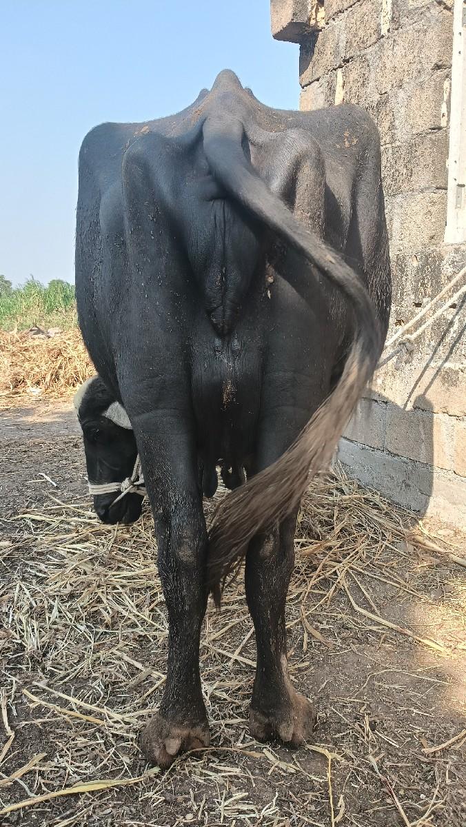 ભેંસ વેચવાની છે