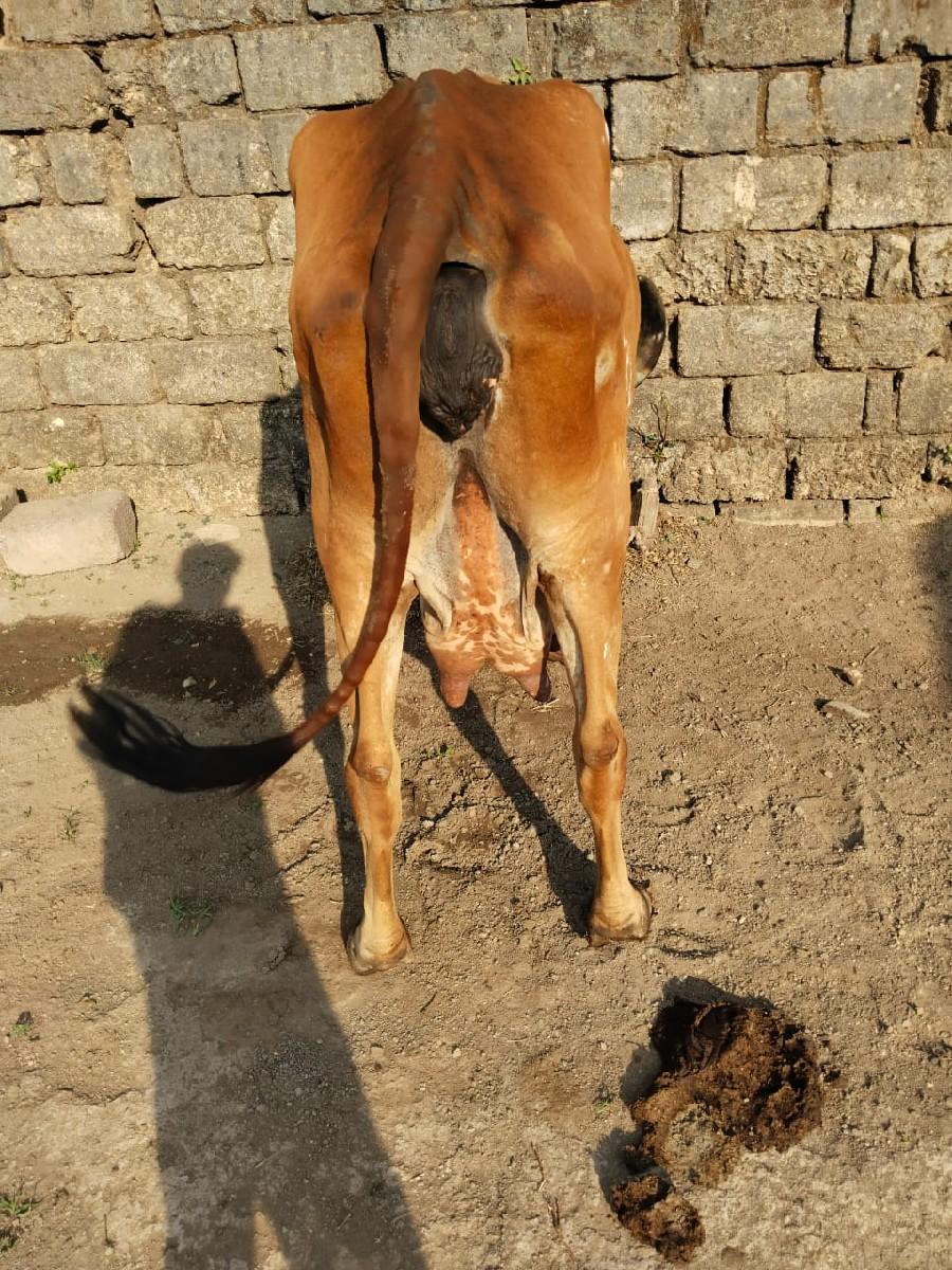 ગાય વેસવાનીસે