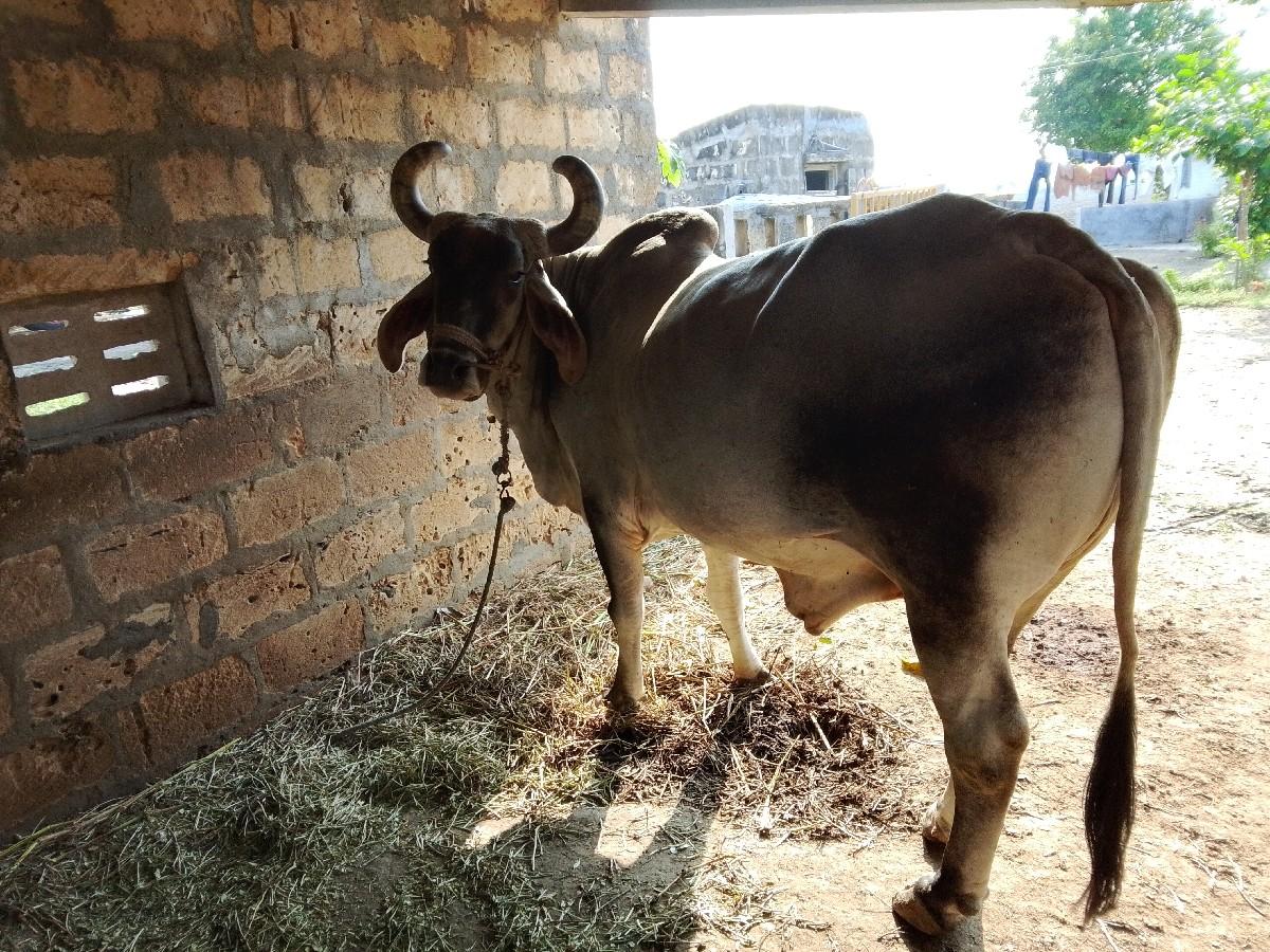 થંબનેલ 3