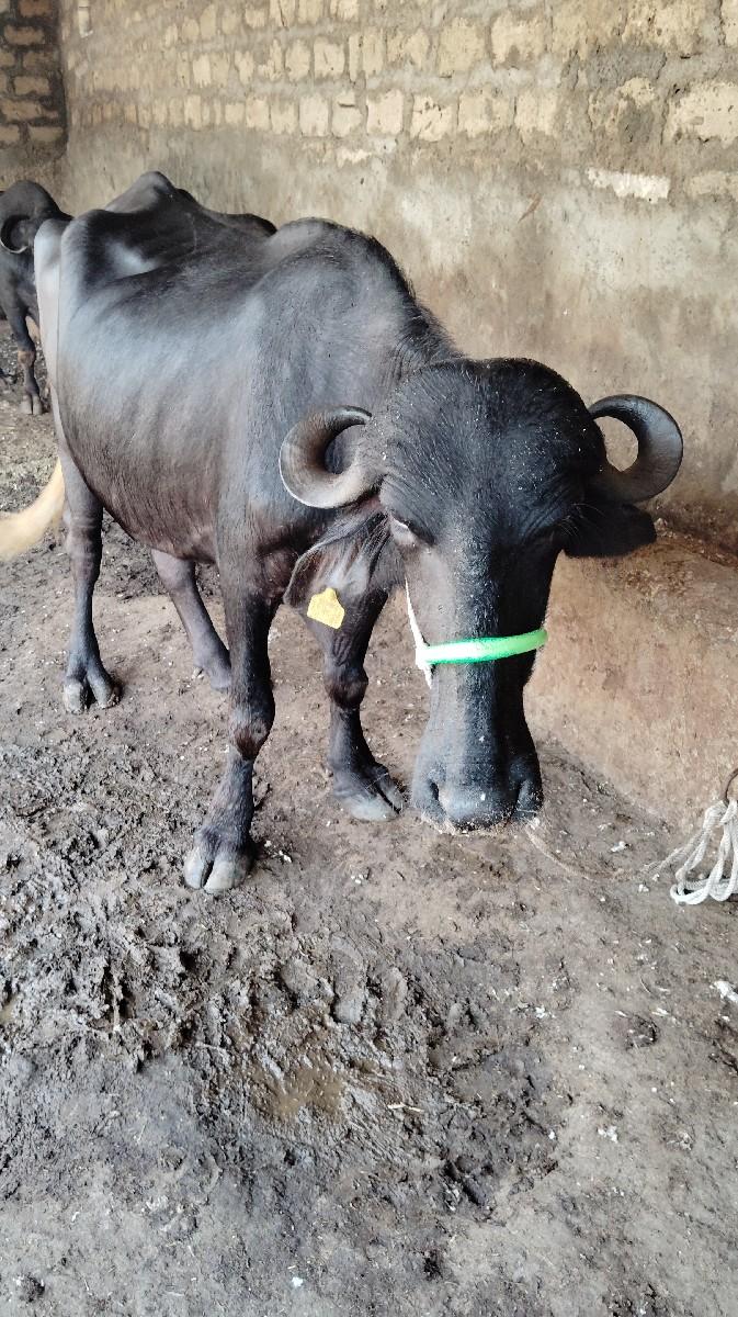 બિજુ વેતર છે.