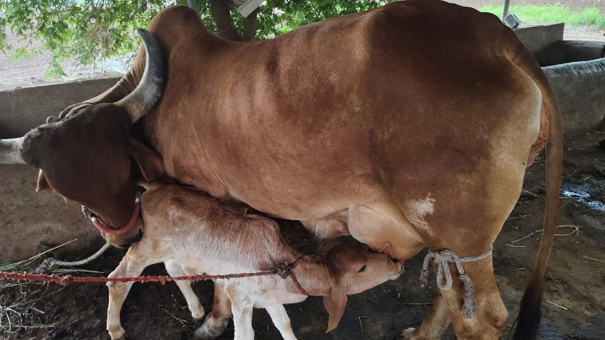 થંબનેલ 2