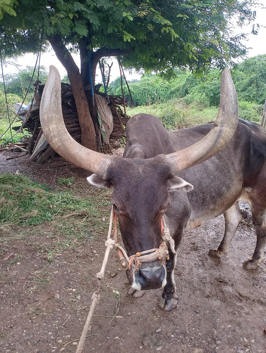 નારણભાઈ છુછર