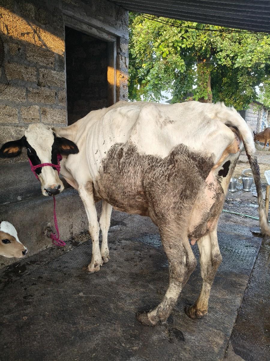 થંબનેલ 6