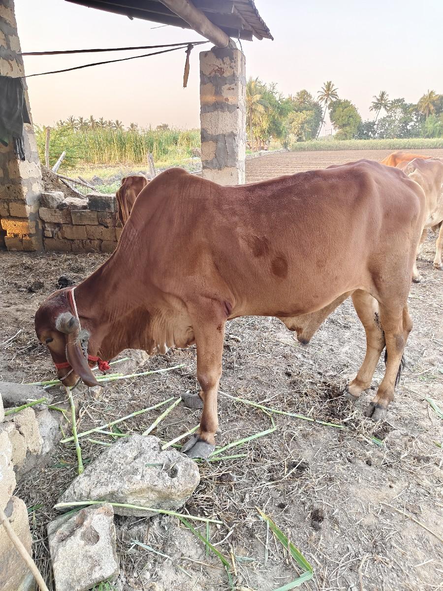 ઞોધલો વહેંચવા નો છે