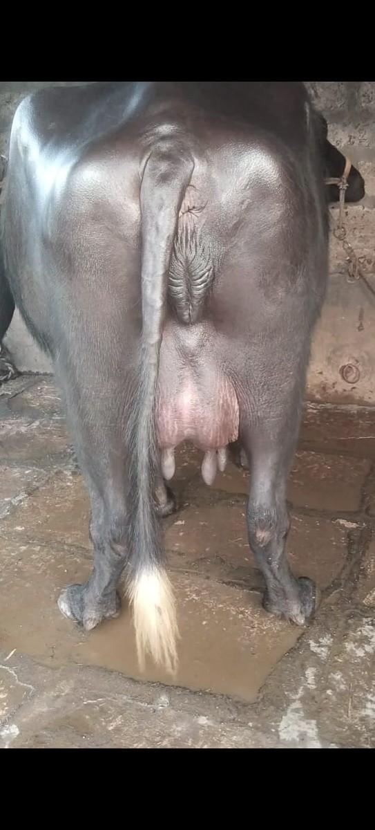 ભેંસ વેચવાની છે