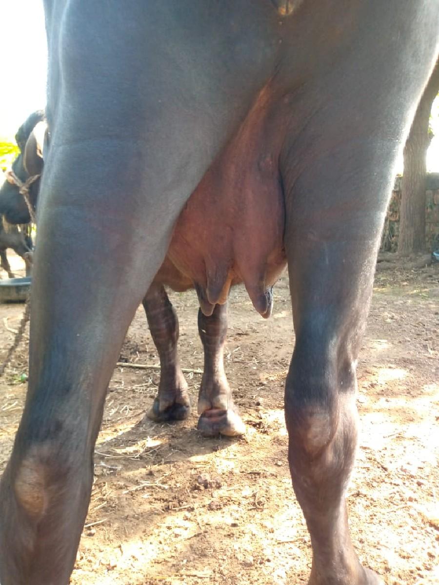 ખડેલી વેચવા ની છે પેલુ વેતર