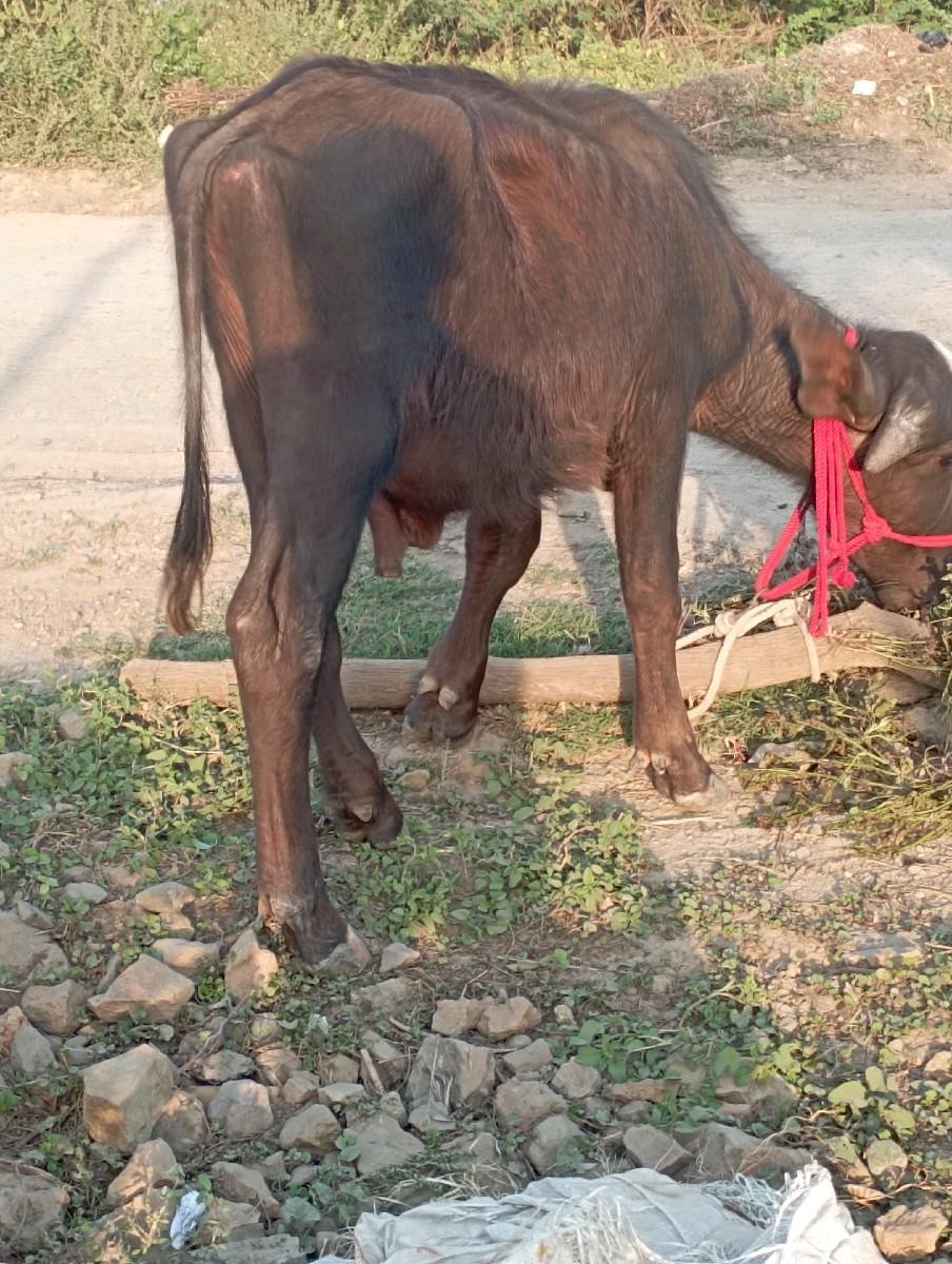 થંબનેલ 2