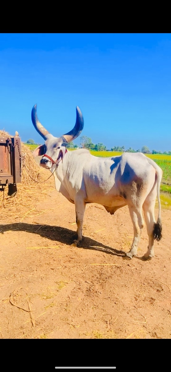 બળદ વેચવા નો છે 3 વાવણી વાવેલ છે