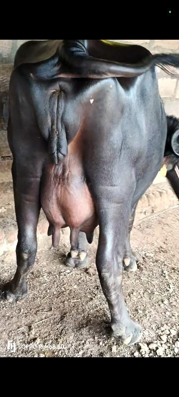 થંબનેલ 2