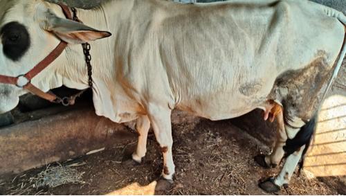 થંબનેલ 2