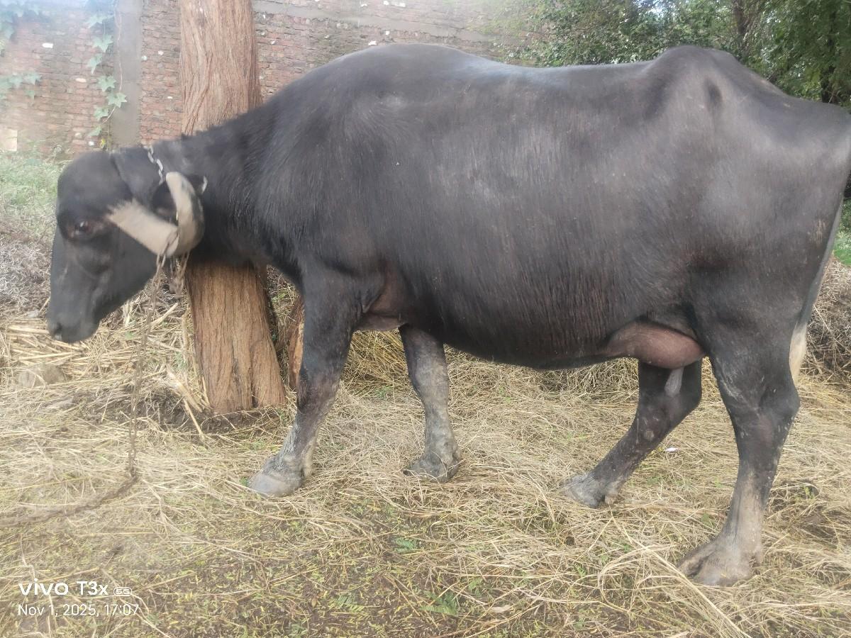 થંબનેલ 2